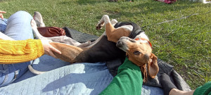 Photo de galerie - Garde chien