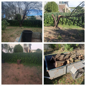 Photo de galerie - Avant et après la coupe d'un prunier.