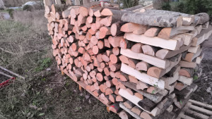 Photo de galerie - Elagage et coupe d'arbres