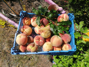Photo de galerie - Bon été, Bonne récolte... 