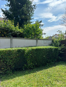 Photo de galerie - Taille de haies et d'arbustes