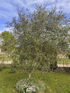 Photo de galerie - C'est le moment de tailler les oliviers