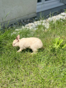 Photo de galerie - Mimi une jeune lapine de 4 mois