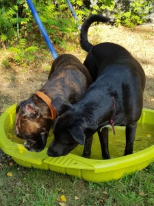 Photo de galerie - Voici une photo de réalisation proposée pour un Voisin