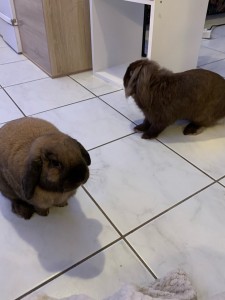 Photo de galerie - Photo de mon lapin Doc (à gauche) et de la lapine Ginette (à droite) que j’ai eu à garder ?