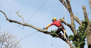 Photo de galerie - Coupe d'arbre descente en rappel tout hauteur chêne acacia ou sapin