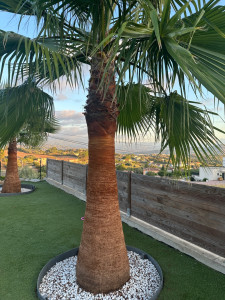 Photo de galerie - Taille de haies et d'arbustes