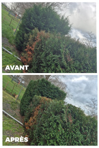 Photo de galerie - Taille de haies et d'arbustes