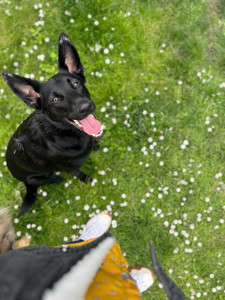 Photo de galerie - Garde chien