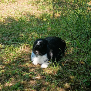Photo de galerie - Ce fut un énorme plaisir de garder ce lapin si gentil, attachant. 