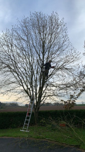 Photo de galerie - élagage 