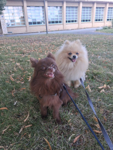 Photo de galerie - Garde à mon domicile pendant 15 jours 