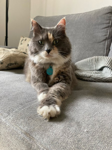 Photo de galerie - Garde chat