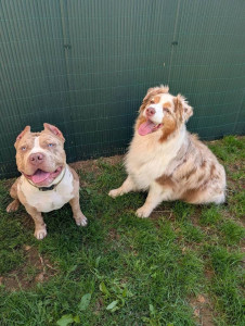 Photo de galerie - Garde chien à domicile