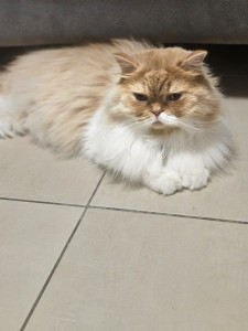 Photo de galerie - Minou est venu en Mai et Juin 26, très sociable il s'est vite adapté ? il apprécie bcp la présence  humaine....aucun pb avec les autres chats