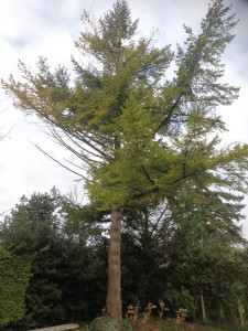 Photo de galerie - élagage sapin 