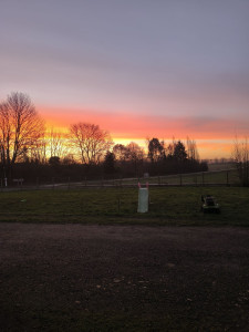 Photo de galerie - Tonte de pelouse débroussaillage abattage d'arbres 