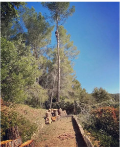 Photo de galerie - Elagage et coupe d'arbres