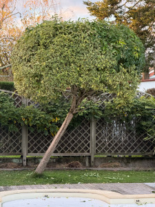 Photo de galerie - Taille en forme