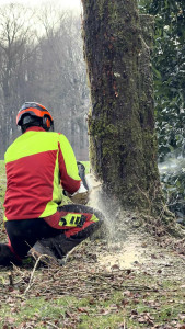 Photo de galerie - Abbatage peuplier 