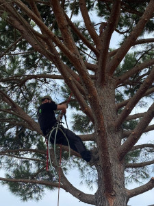 Photo de galerie - Nettoyage d’un pin parasol 
