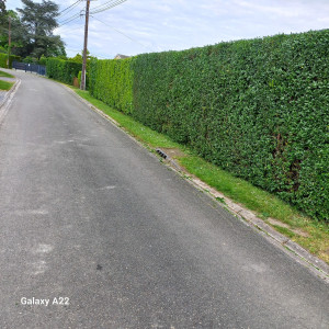 Photo de galerie - Taille de haies et d'arbustes