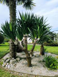 Photo de galerie - Remise en forme de yucca 