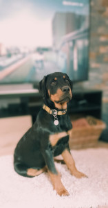 Photo de galerie - Garde chien