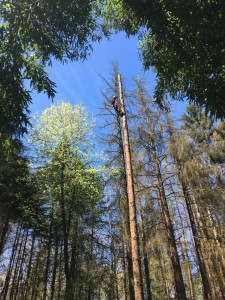 Photo de galerie - Démontage d’un épicéa 