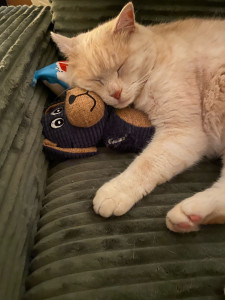 Photo de galerie - Garde chat