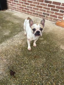 Photo de galerie - Petit Georges bouledogue français 