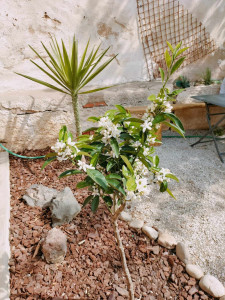 Photo de galerie - Paysagiste - Aménagement du jardin