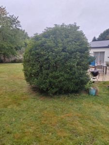 Photo de galerie - Taille de haies et d'arbustes