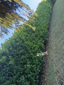 Photo de galerie - Taille de haies et d'arbustes