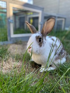 Photo de galerie - Garde animaux
