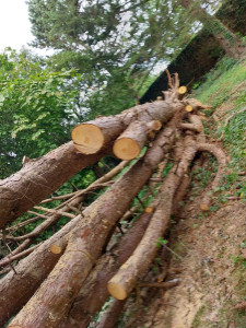 Photo de galerie - Abattage