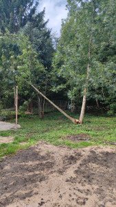 Photo de galerie - Coupe d'arbres dans jardin Privé 