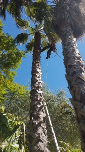 Photo de galerie - Elagage palmiers