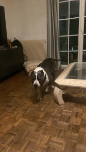 Photo de galerie - Garde chien