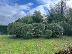 Photo de galerie - Taille d’entretien bazadais