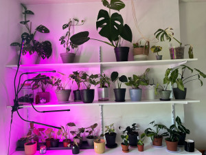 Photo de galerie - Je possède une cinquantaine de plantes tropicale d’intérieur 