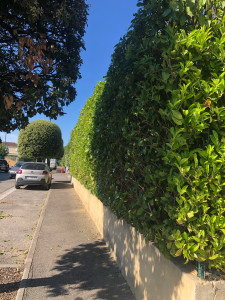 Photo de galerie - Taille de haies 