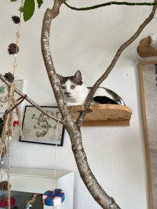 Photo de galerie - Espace jeu avec arbre à chat naturel