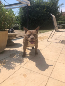 Photo de galerie - Mon chien