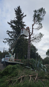 Photo de galerie - Elagage et coupe d'arbres