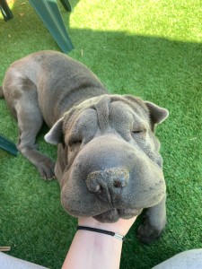 Photo de galerie - Garde animaux