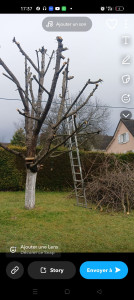 Photo de galerie - J'ai fini de tailler l'arbre de Squeezie