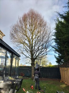 Photo de galerie - Elagage et coupe d'arbres