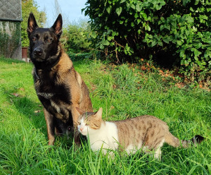 Photo de galerie - Garde chat