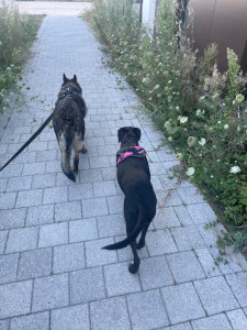 Photo de galerie - Promenade de Maddie et Merida 